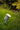 DIEGO havespot GU10 IP65 IK06 sort - 2
